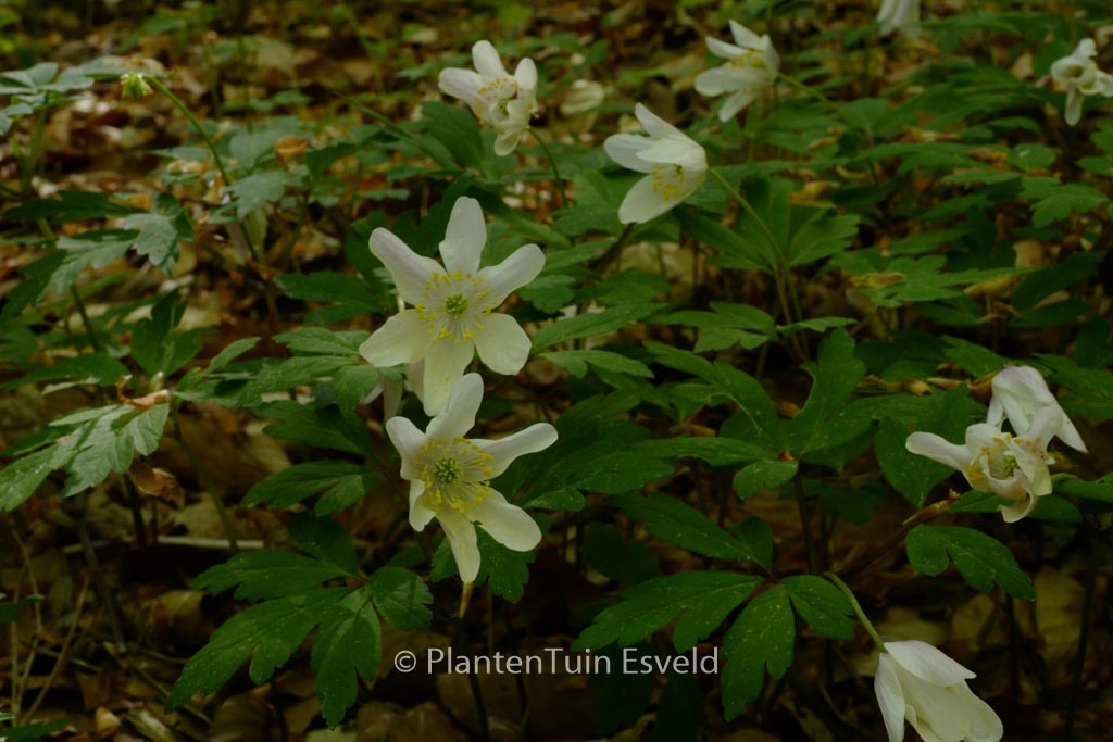Anemone sylvestris