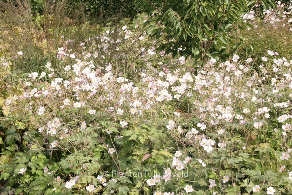 Anemone tomentosa ‚Robustissima‘