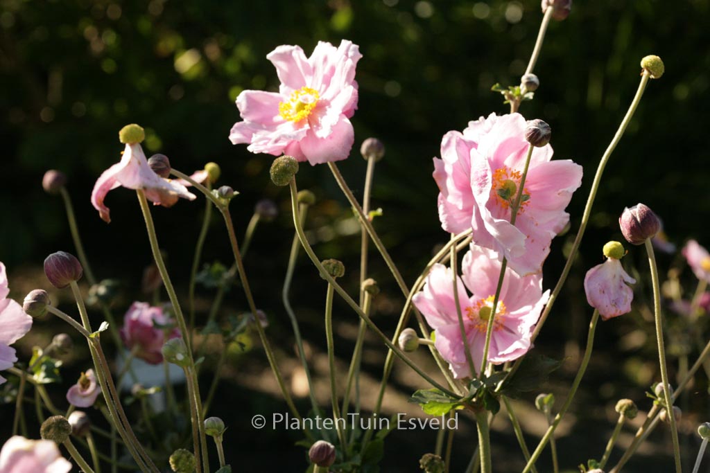 Anemone tomentosa ‚Septemberglanz‘