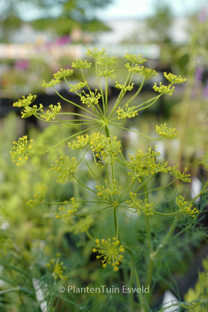 Anethum graveolens