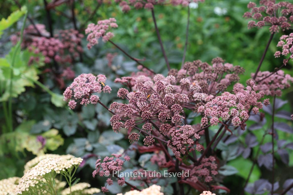Angelica sylvestris ‚Vicar’s Mead‘