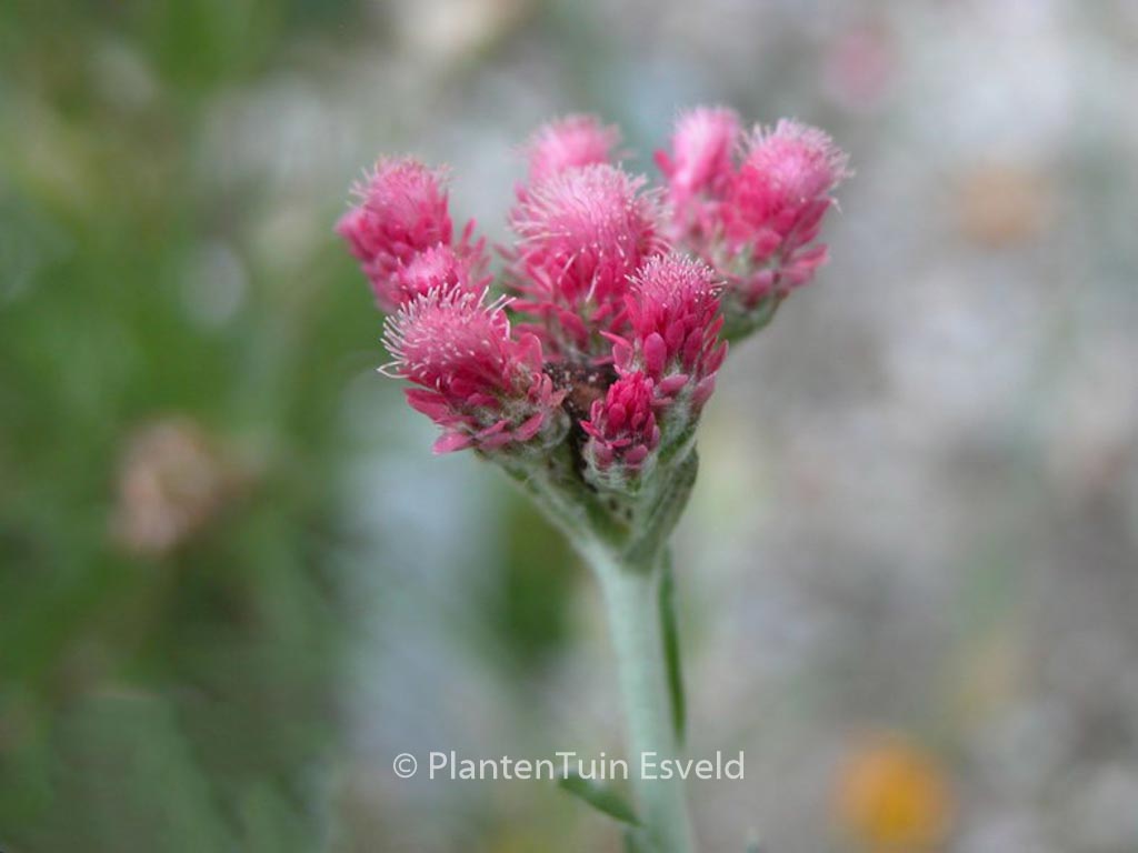 Antennaria dioica ‚Rotes Wunder‘