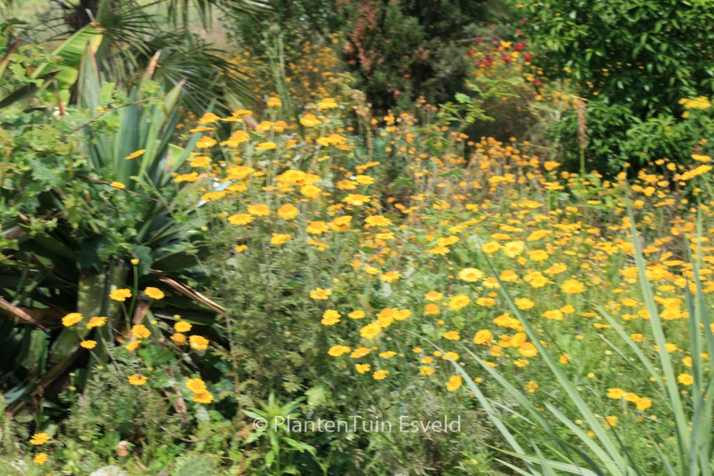 Anthemis hybrida ‚E.C. Buxton‘