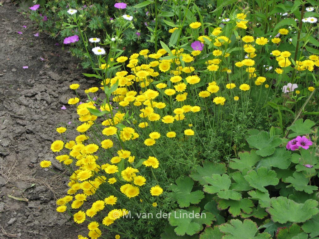 Anthemis hybrida ‚Kelwayi‘