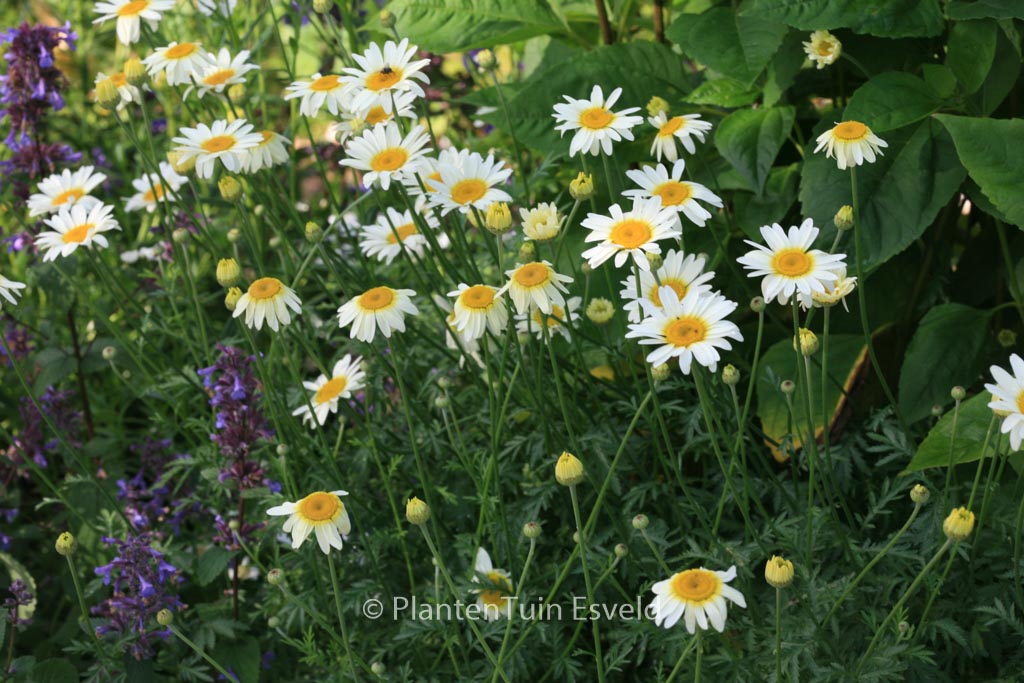Anthemis hybrida ‚Sauce Hollandaise‘