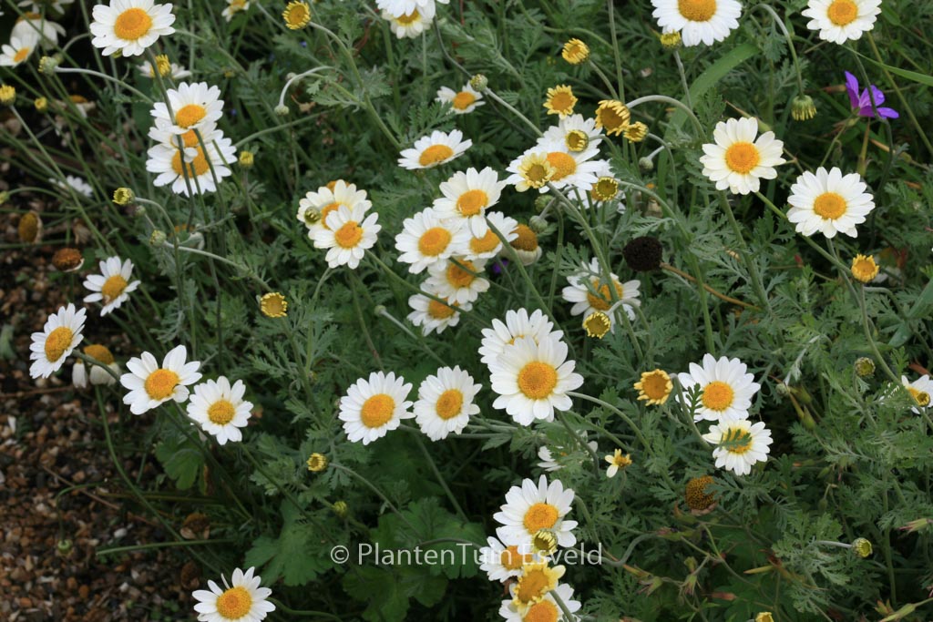 Anthemis hybrida ‚Susanna Mitchell‘