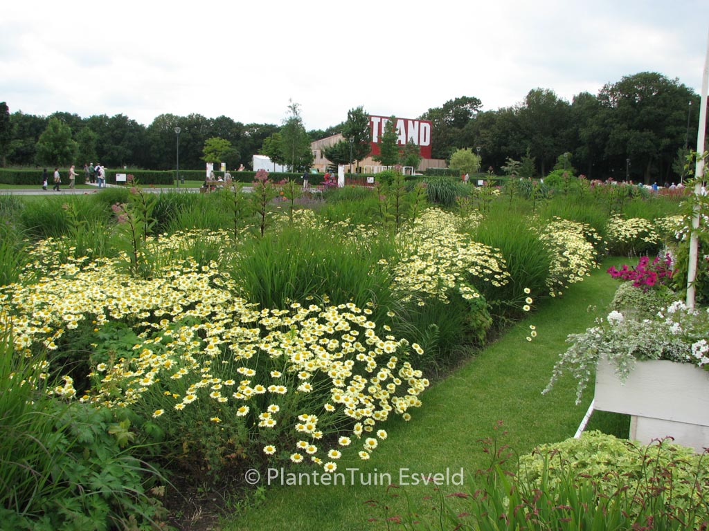 Anthemis hybrida ‚Wargrave‘