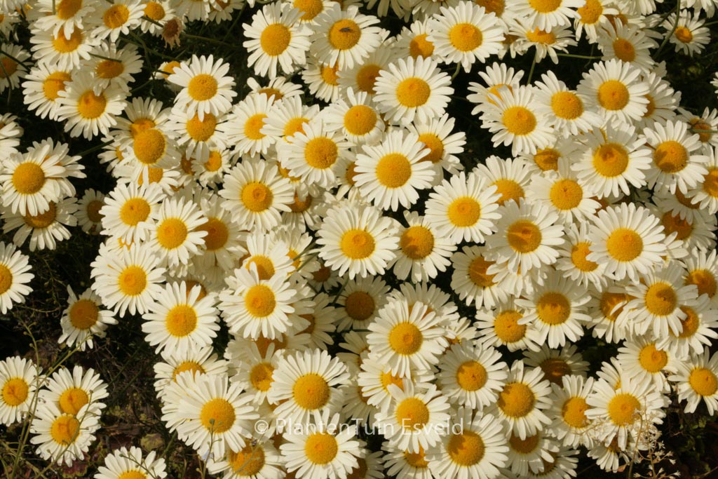 Anthemis tinctoria ‚Lemon Ice‘