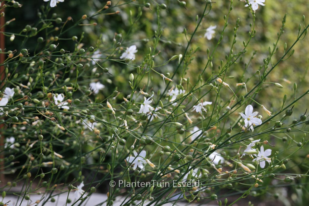Anthericum liliago