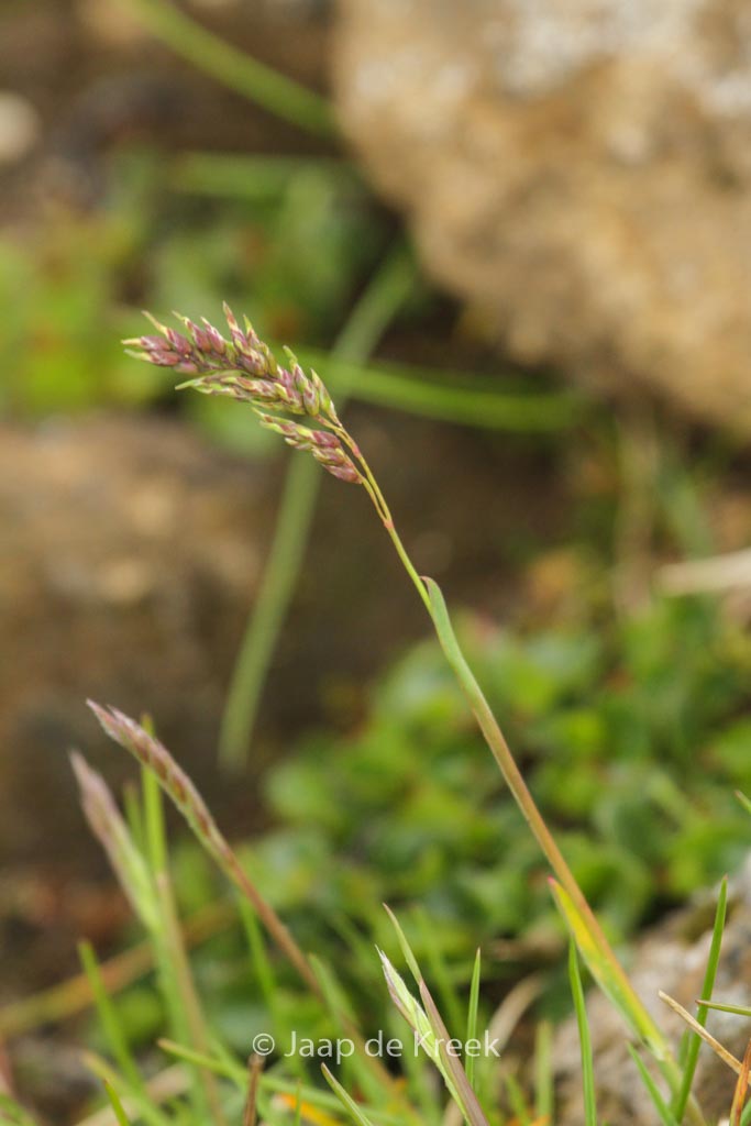 Anthoxanthum odoratum