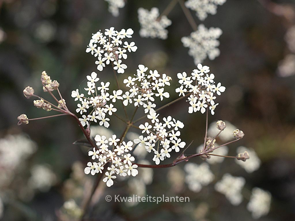 Anthriscus sylvestris ‚Ravenswing‘