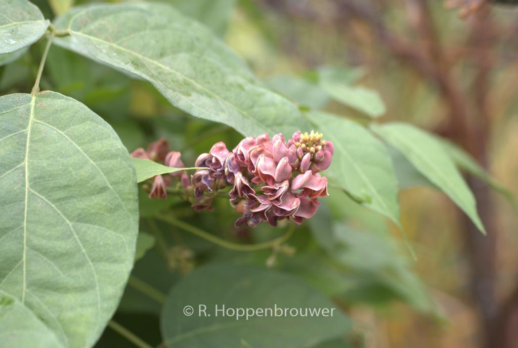 Apios americana