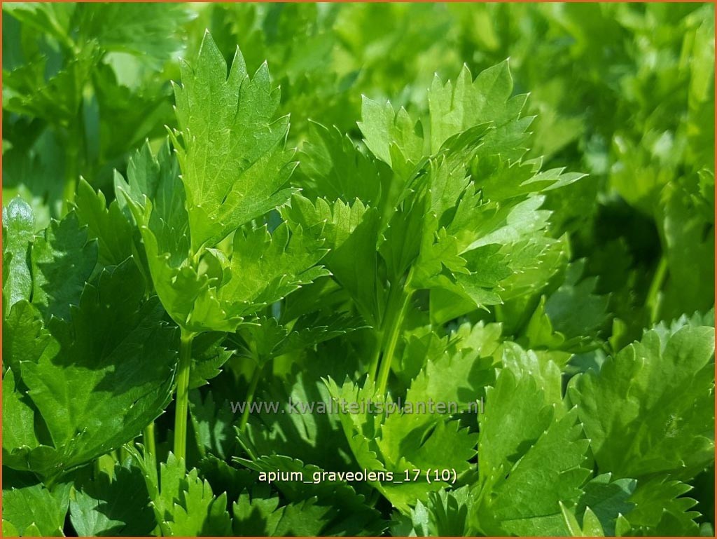 Apium graveolens