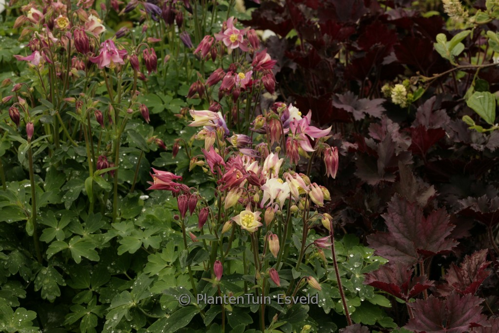 Aquilegia ‚Biedermeier‘