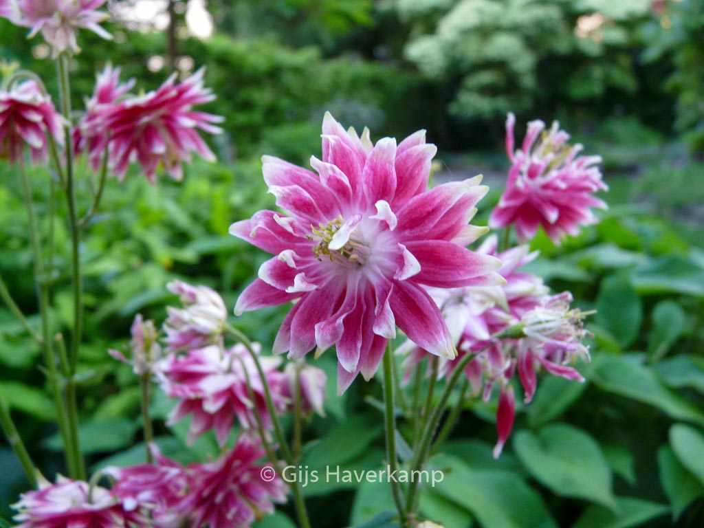 Aquilegia ‚Nora Barlow‘