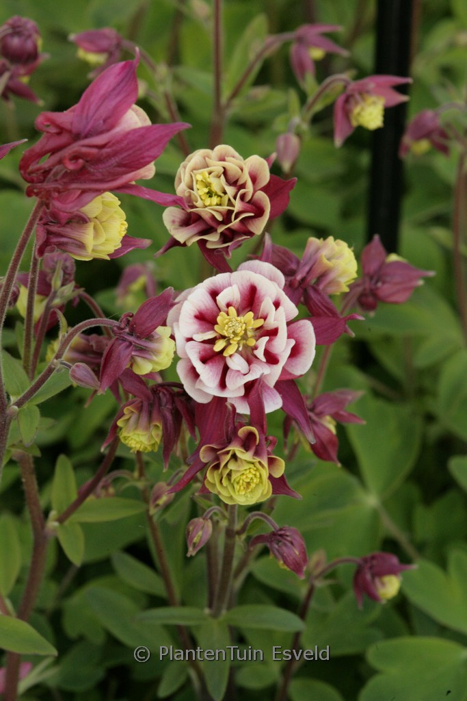 Aquilegia ‚Winky Red and White‘
