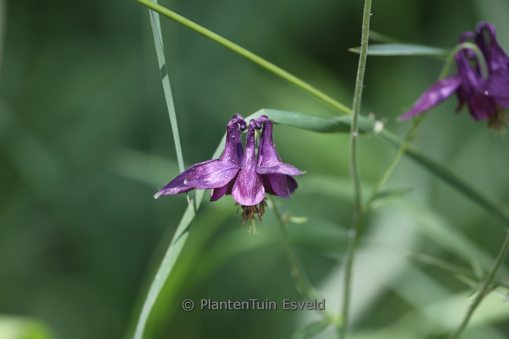 Aquilegia atrata