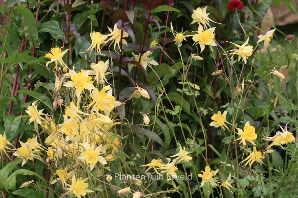 Aquilegia chrysantha ‚Yellow Queen‘