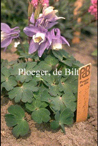 Aquilegia flabellata ‚Ministar‘