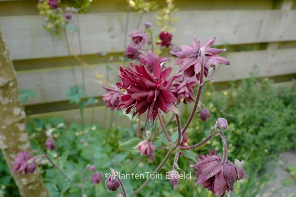 Aquilegia vulgaris ‚Black Barlow‘