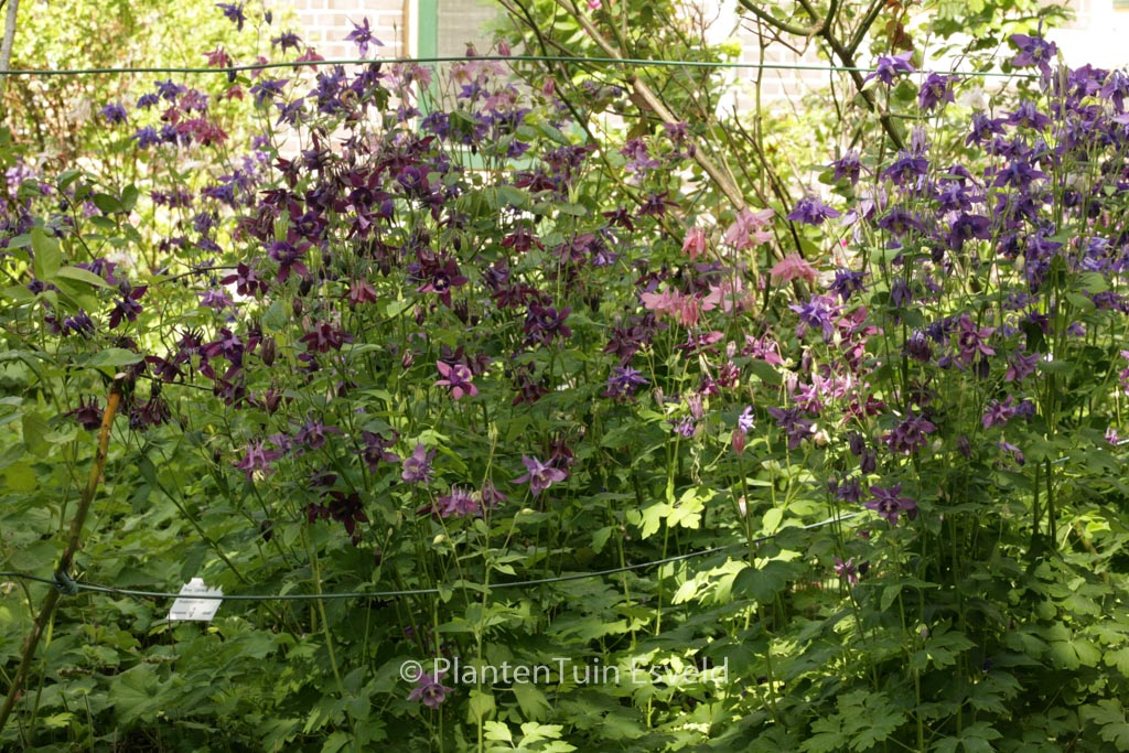Aquilegia vulgaris ‚Blue Barlow‘