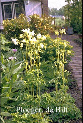 Aquilegia vulgaris ‚Nivea‘
