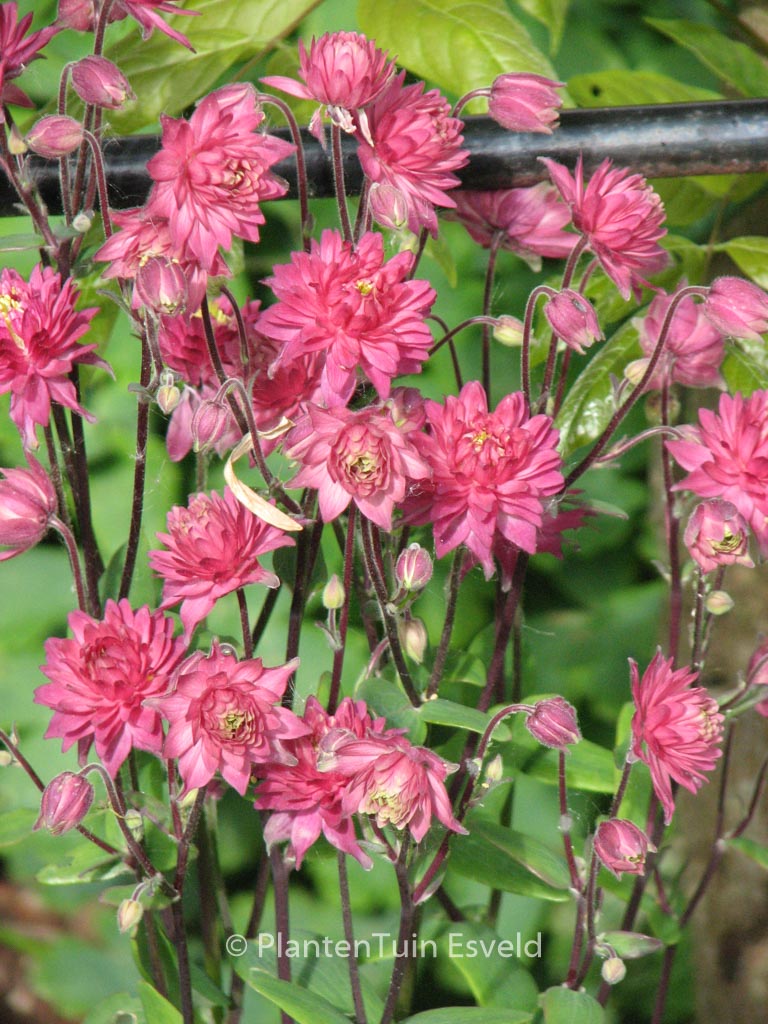 Aquilegia vulgaris ‚Rose Barlow‘