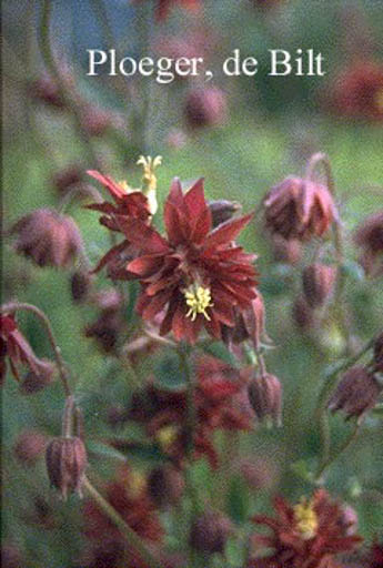 Aquilegia vulgaris ‚Ruby Port‘