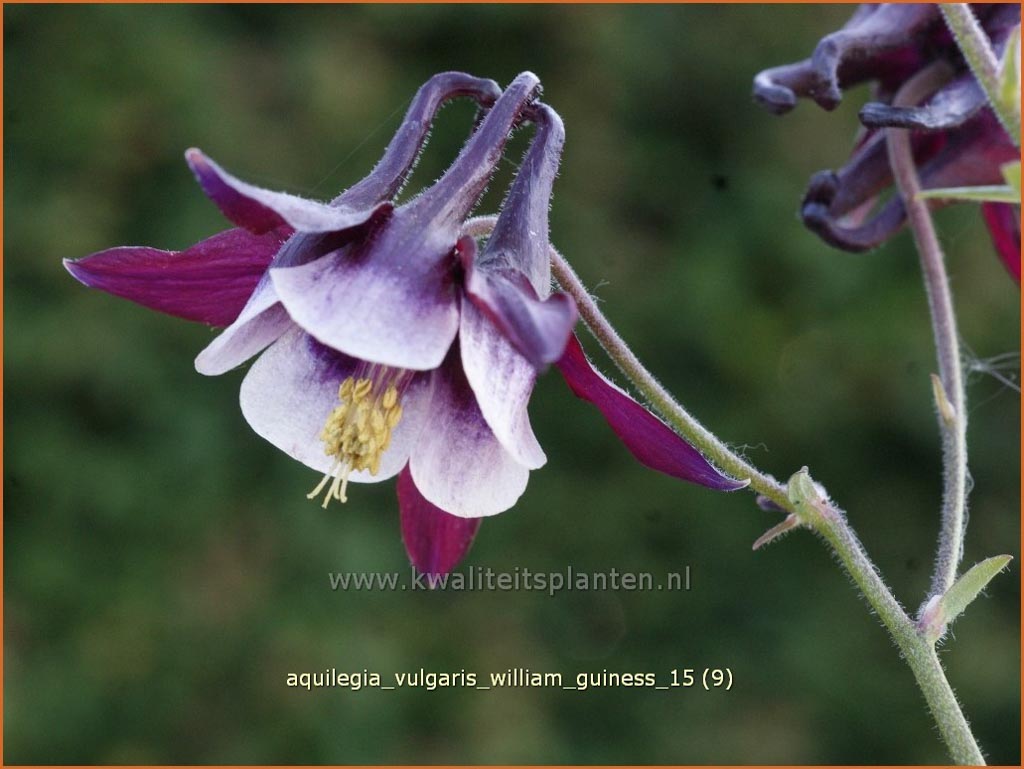 Aquilegia vulgaris ‚William Guiness‘