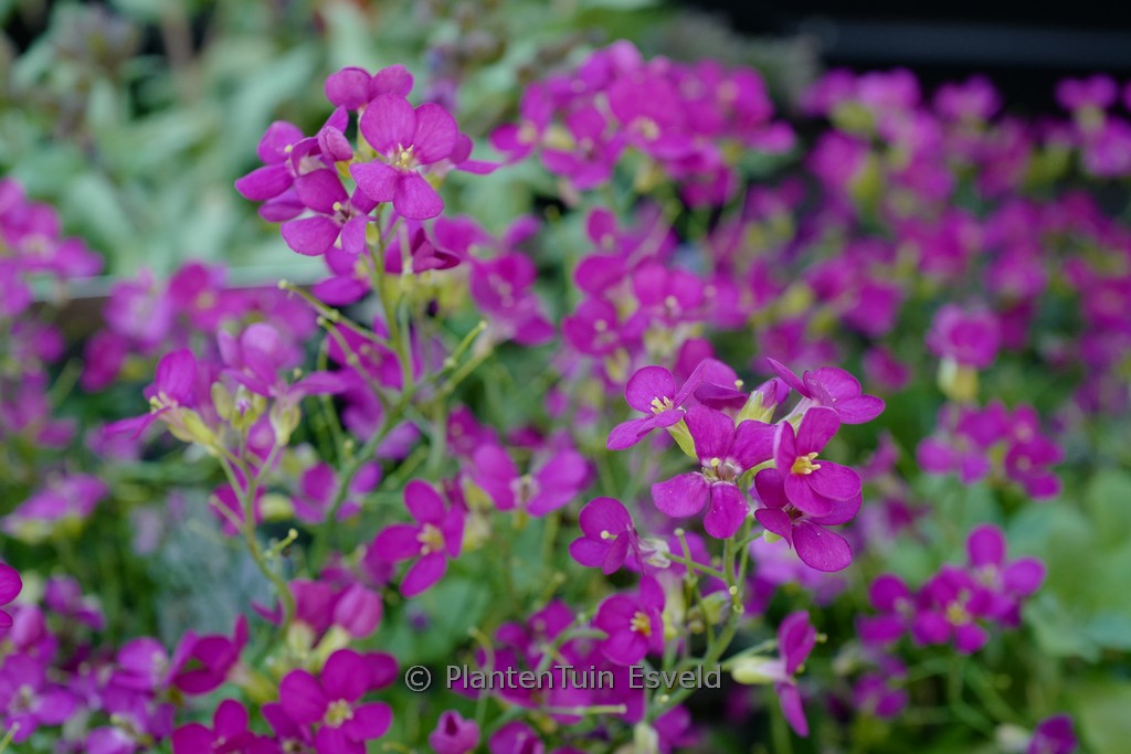 Arabis caucasica ‚Little Treasure Deep Rose‘
