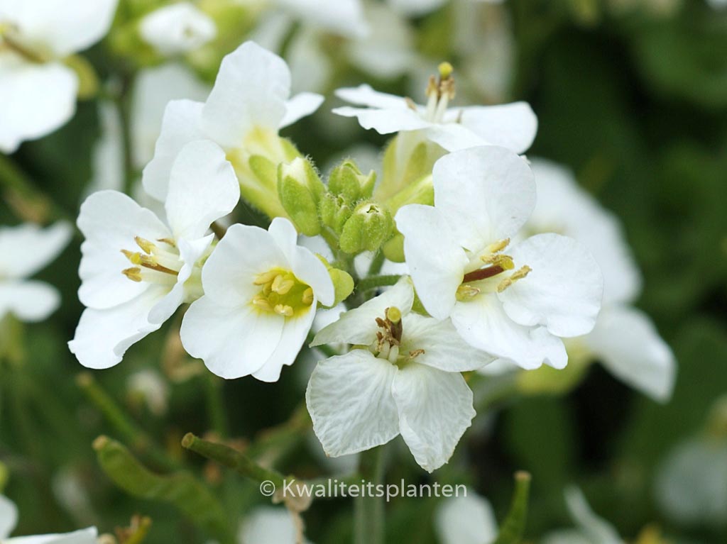 Arabis caucasica ‚Snowcap‘
