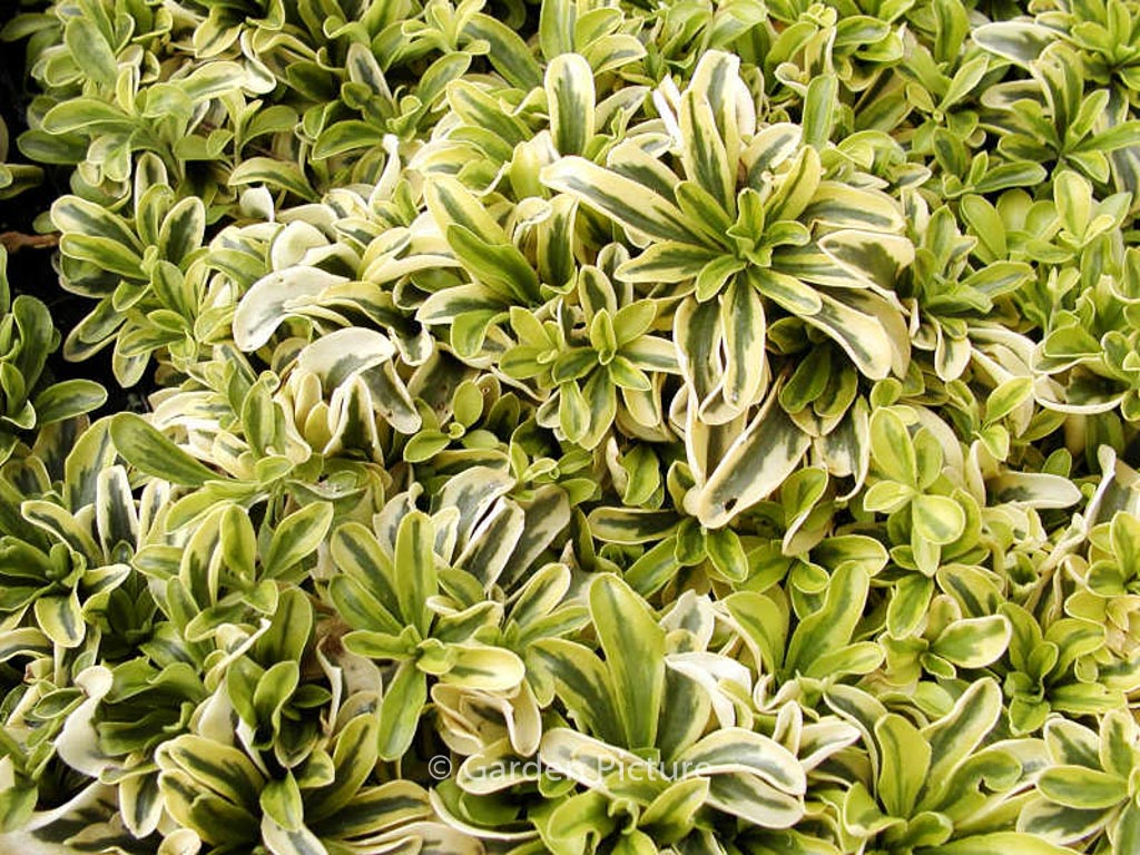 Arabis ferdinandi-coburgii ‚Old Gold‘