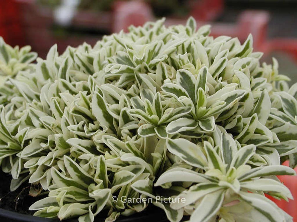 Arabis ferdinandi-coburgii ‚Variegata‘