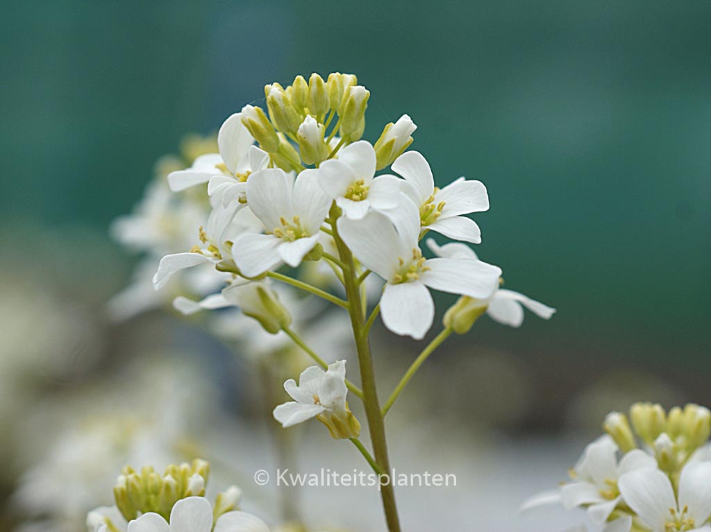 Arabis procurrens ‚Neuschnee‘