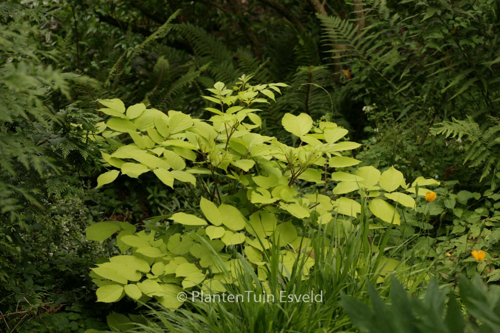 Aralia cordata ‚Sun King‘