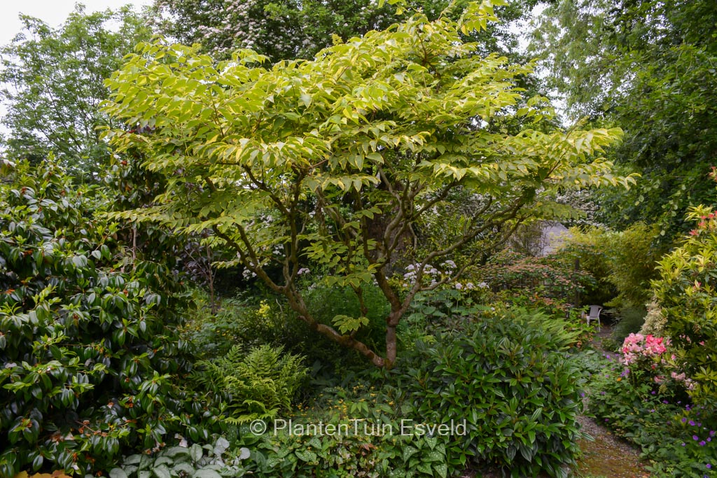 Aralia elata ‚Aureovariegata‘