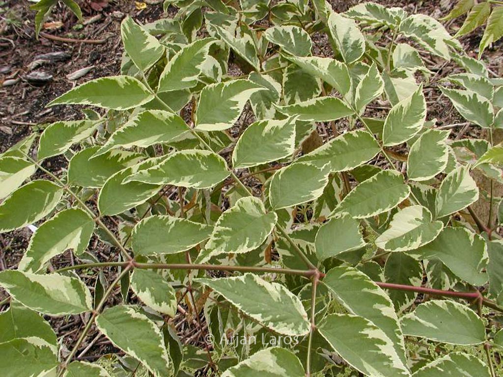 Aralia elata ‚Silver Umbrella‘