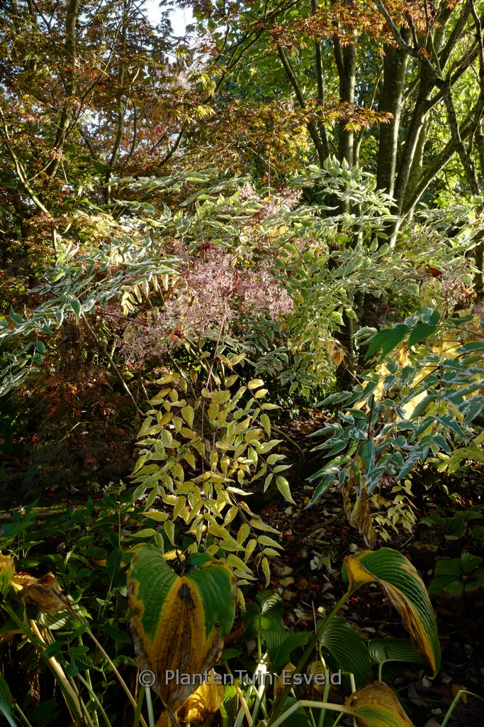 Aralia elata ‚Variegata‘