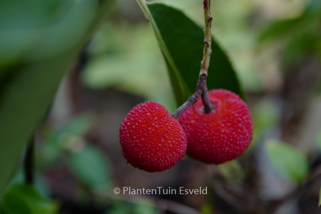 Arbutus ‚Marina‘
