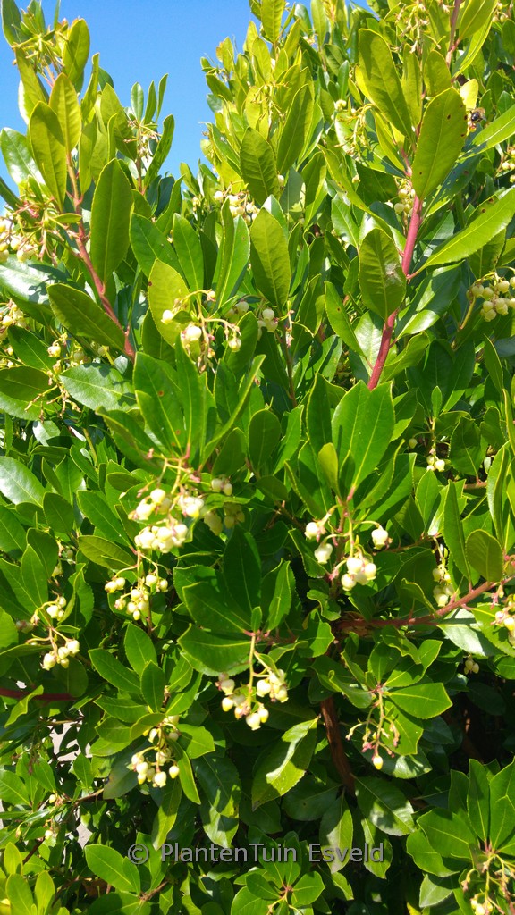 Arbutus andrachnoides