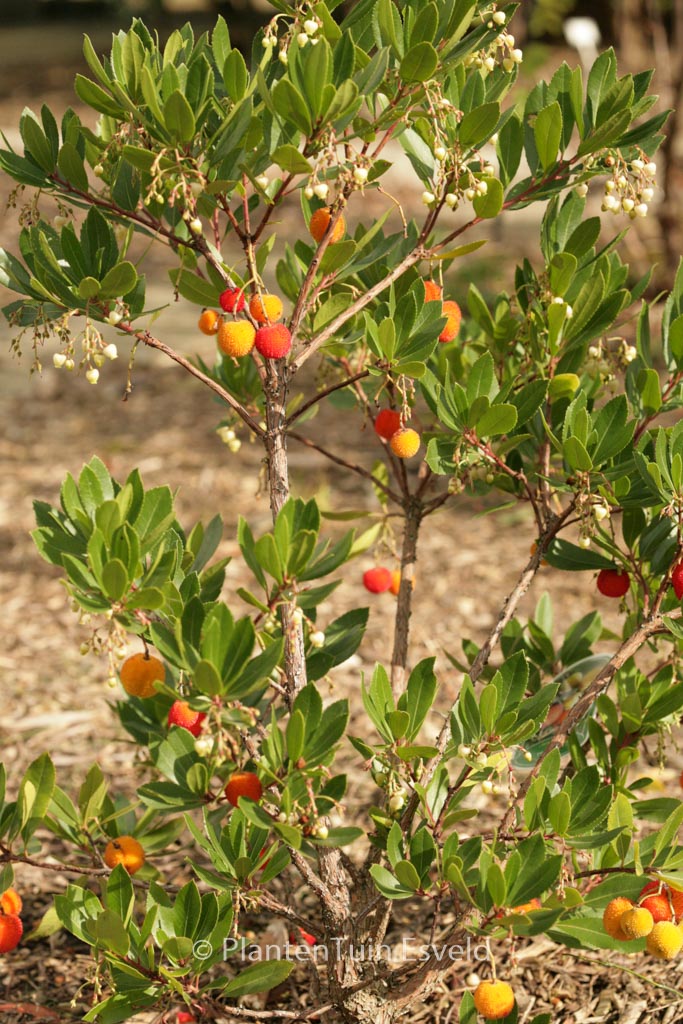 Arbutus unedo ‚Compacta‘