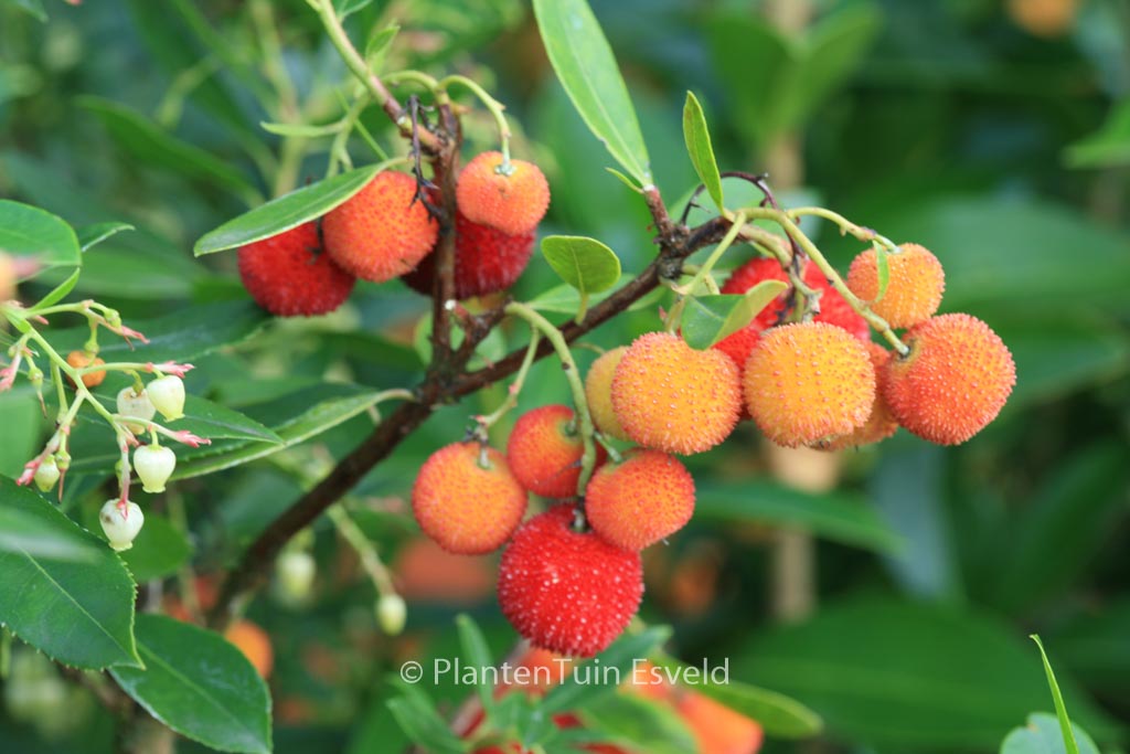 Arbutus unedo ‚Elfin King‘