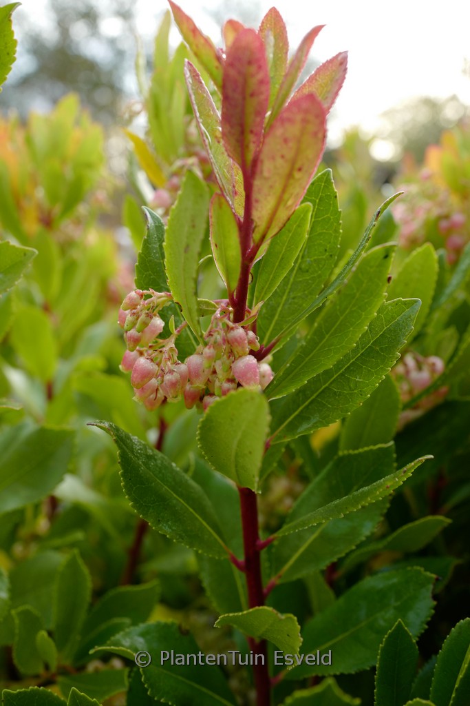 Arbutus unedo ‚Minlily‘ (ROSELILY)