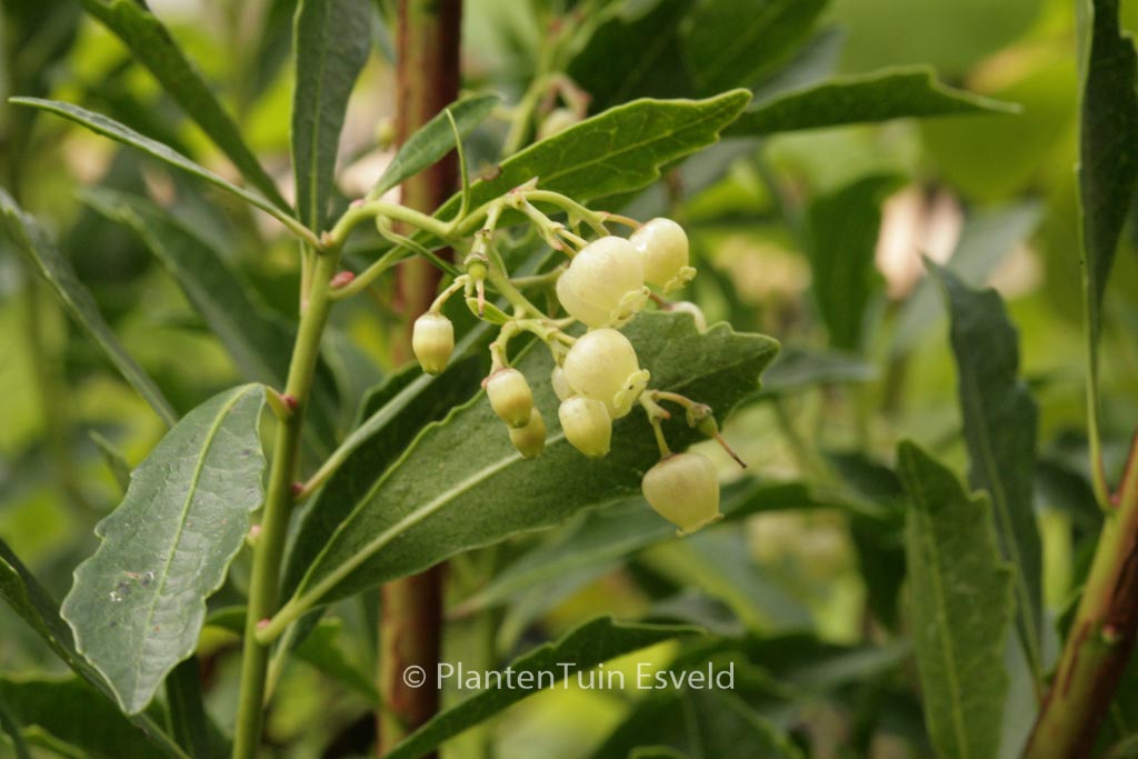 Arbutus unedo ‚Quercifolia‘