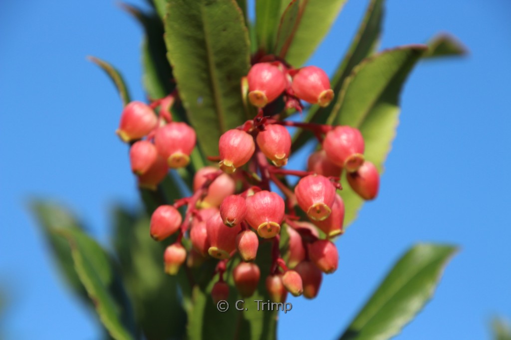 Arbutus unedo ‚Rubra‘