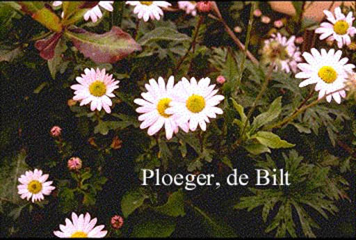 Arctanthemum arcticum ‚Roseum‘