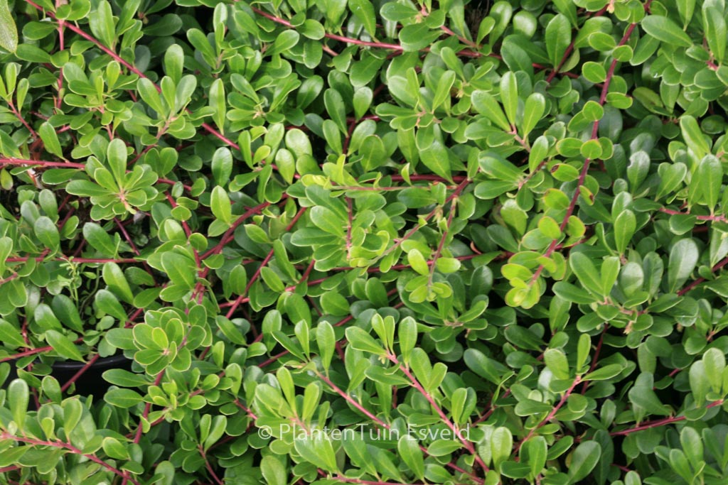 Arctostaphylos uva-ursi ‚Massachusetts‘