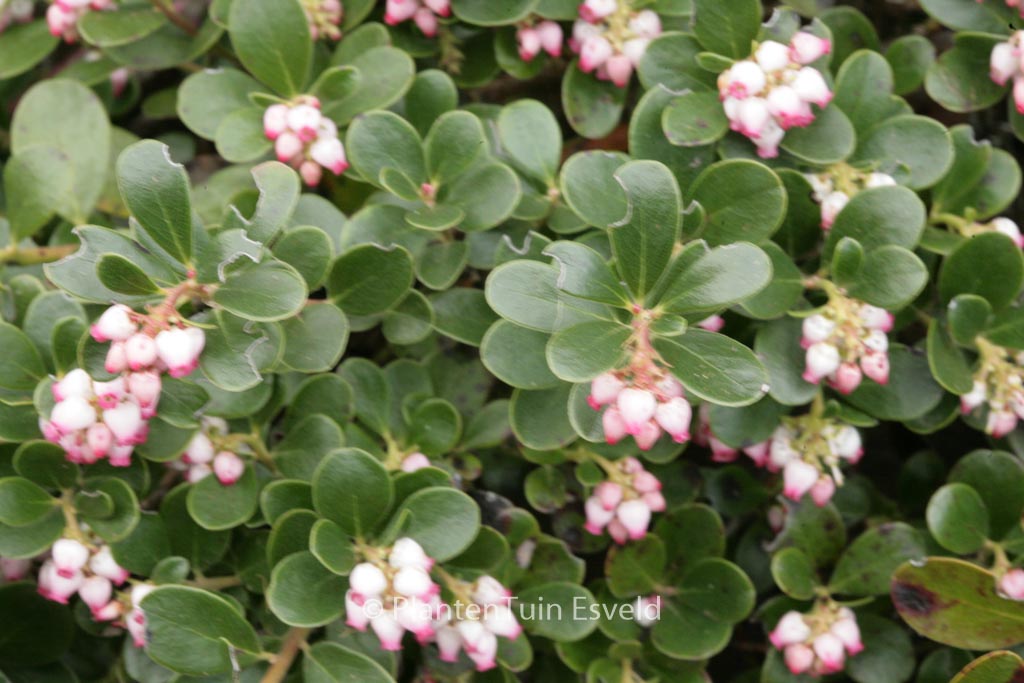 Arctostaphylos uva-ursi ‚Radiant‘