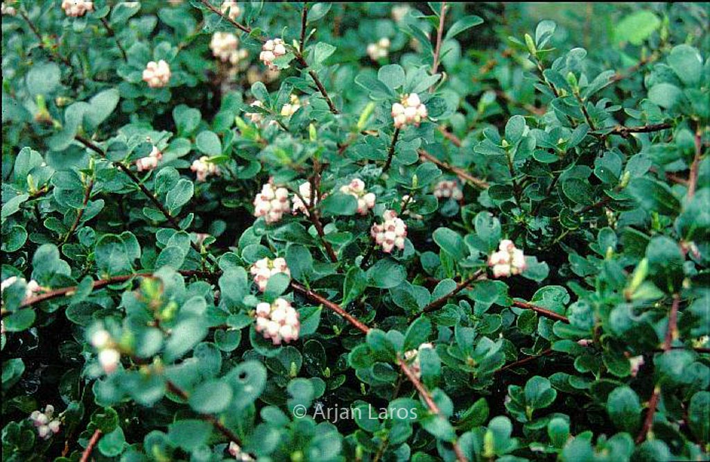 Arctostaphylos uva-ursi ‚Snow Cap‘