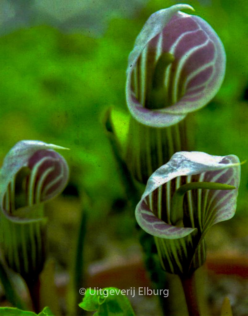 Arisaema candidissimum